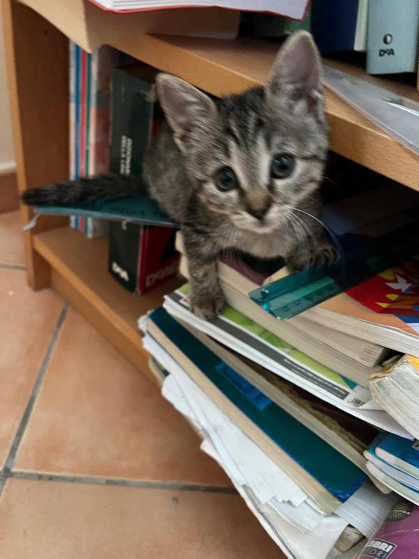 Aiuto Urgente ADOZIONE BENNY Foto 2